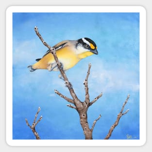 Pardon Me, Mr. Pardalote (Striated Pardalote) Sticker